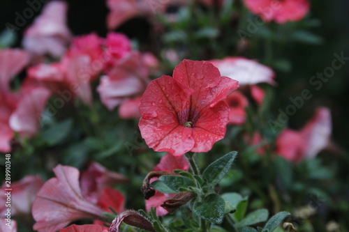 red flower in the garden