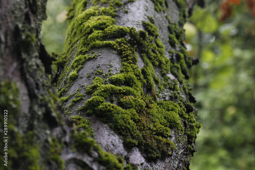 moss on tree moss on tree