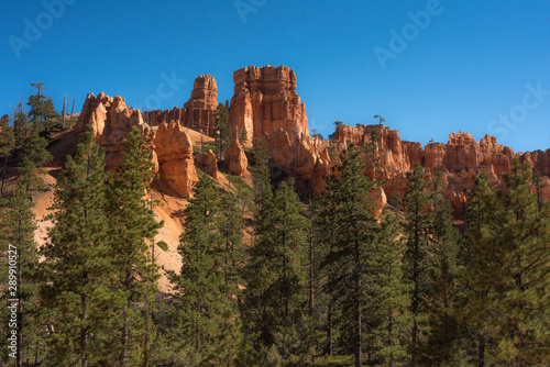 Pine trees grow among the sandstone rock Formations which are worn by weather erosion and form the colorful views at Bryce Canyon National Park