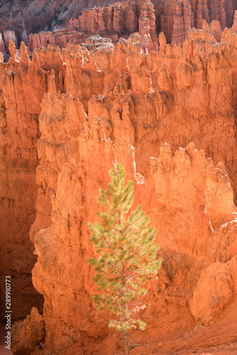 Pine tree grows among the Rock Formations which are lit up by the setting sun at Bryce Canyon National Park