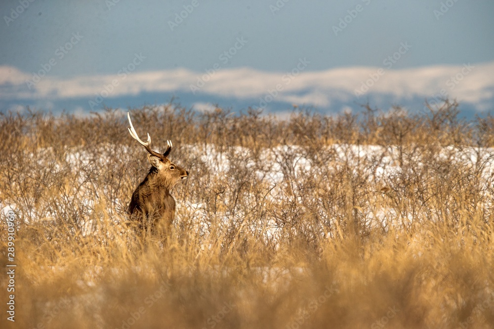 Sika deer (Cervus nippon yesoensis) on snowy landscape, mountains covered by snow in background, animal with antlers in the nature habitat, winter scene from Hokkaido, Japan. exotic adventure in Asia Sika deer (Cervus nippon yesoensis) on snowy landscape, mountains covered by snow in background, animal with antlers in the nature habitat, winter scene from Hokkaido, Japan. exotic adventure in Asia