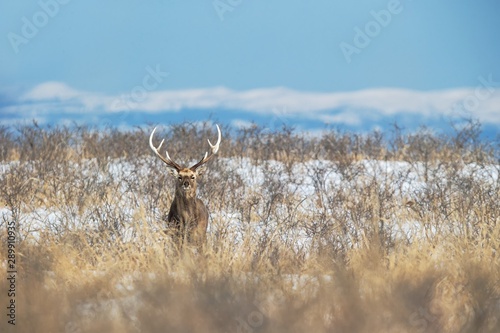 Sika deer (Cervus nippon yesoensis) on snowy landscape, mountains covered by snow in background, animal with antlers in the nature habitat, winter scene from Hokkaido, Japan. exotic adventure in Asia © Ji