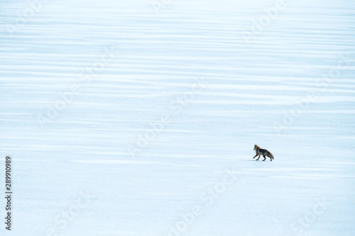 Red Fox (Vulpes vulpes) running on white field during winter on Hokkaido, Japan, clear background,exotic adventure in Asia, beautiful mammal, wildlife scene