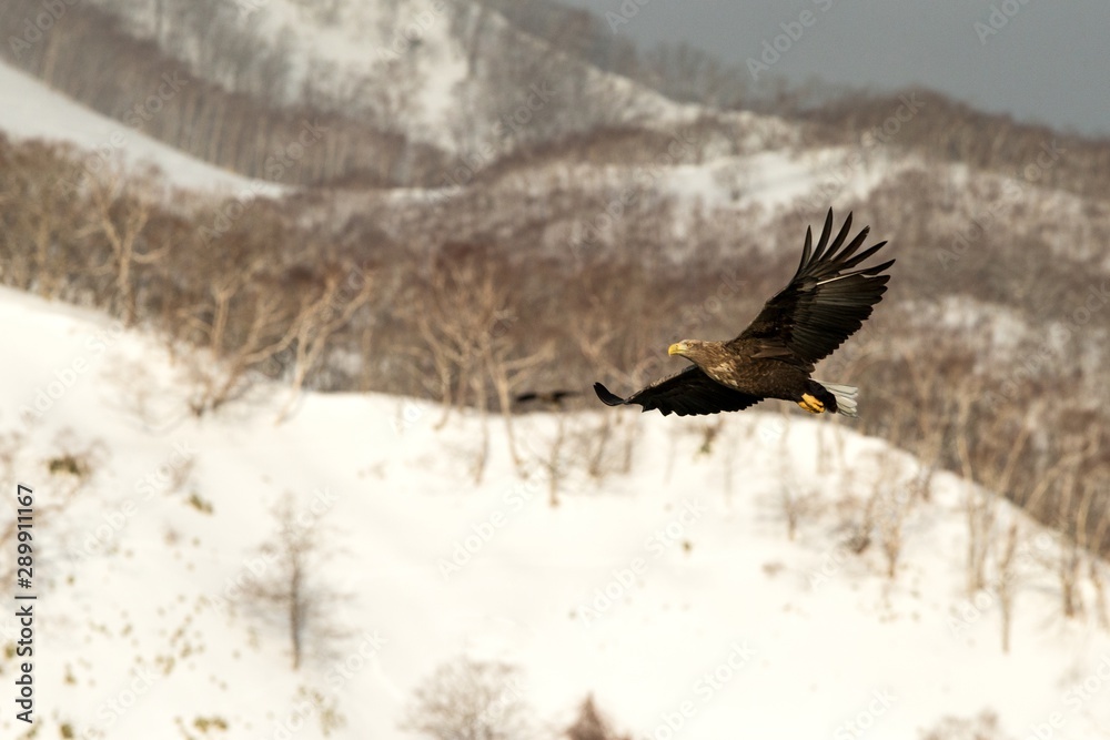White-tailed eagle flying in front of winter mountains scenery in Hokkaido, Bird silhouette. Beautiful nature scenery in winter. Mountain covered by snow, glacier. Panoramatic view, Japan