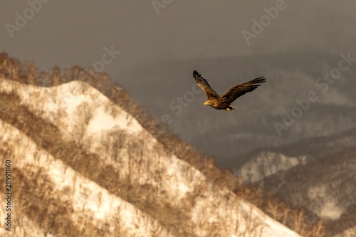 White-tailed eagle flying in front of winter mountains scenery in Hokkaido, Bird silhouette. Beautiful nature scenery in winter. Mountain covered by snow, glacier. Panoramatic view, Japan
