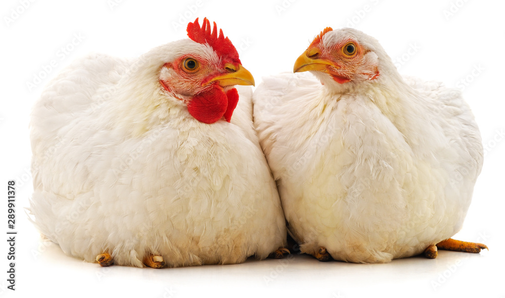 Fototapeta premium Cock and hen.