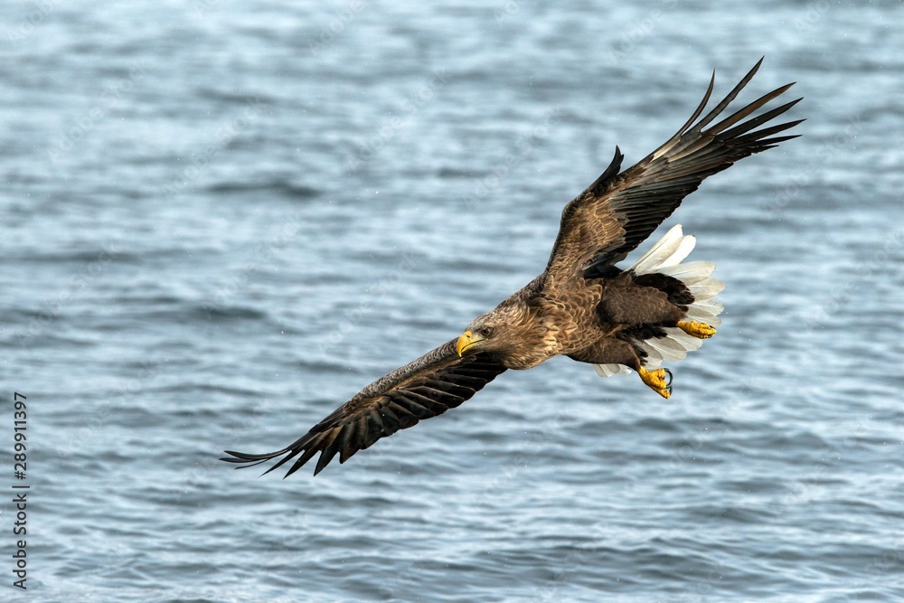 Obraz premium White-tailed eagle in flight hunting fish from sea,Hokkaido, Japan, Haliaeetus albicilla, majestic sea eagle with big claws aiming to catch fish from water surface, wildlife scene,birding in Asia
