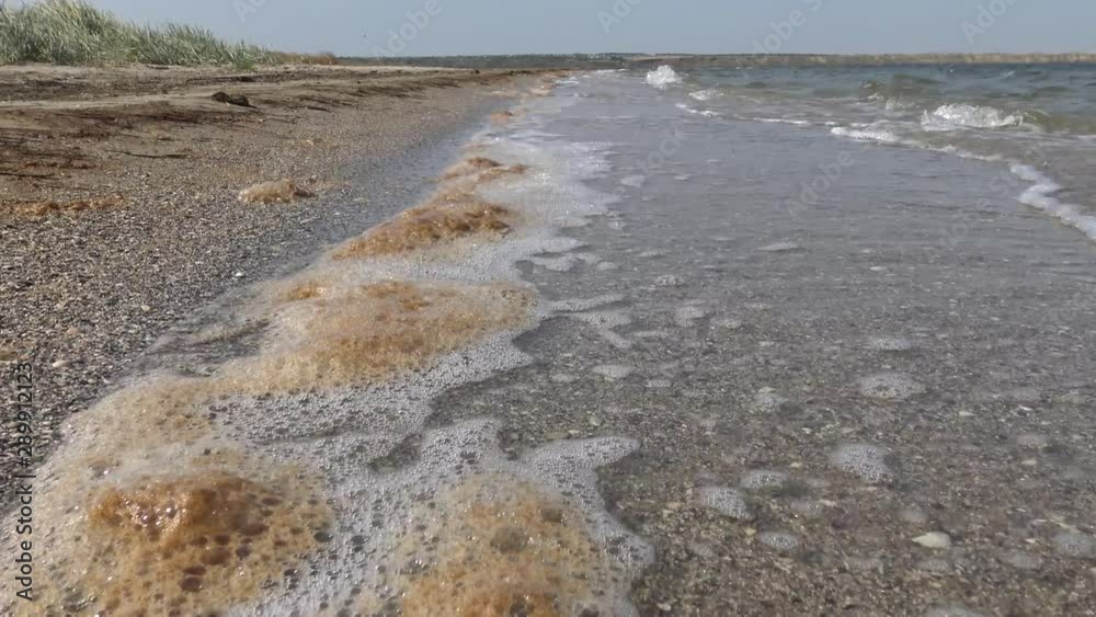 Dirty water, brown foam with microalgae on the sandy spit of the Tiligul estuary, Ukraine Dirty water, brown foam with microalgae on the sandy spit of the Tiligul estuary, Ukraine