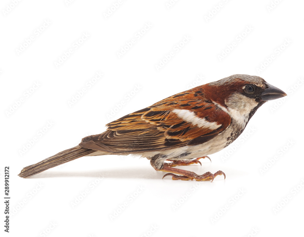 One little sparrow. One little sparrow.
