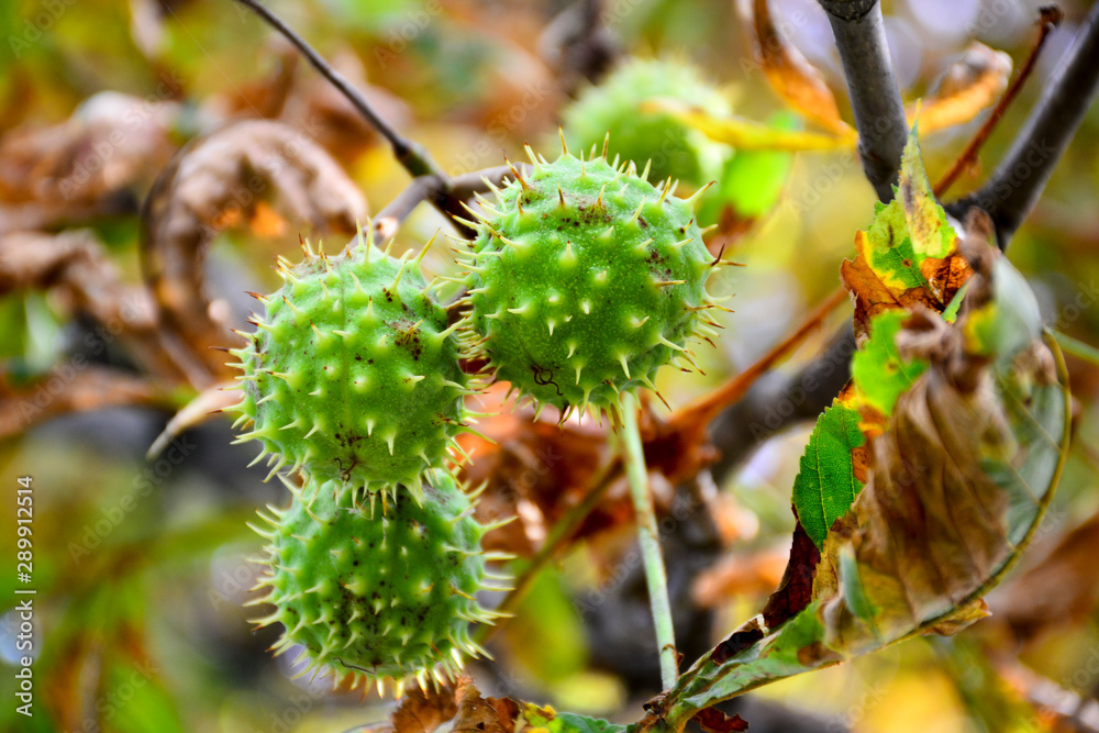 Beautiful chestnuts in the autumn city park. Beautiful chestnuts in the autumn city park.