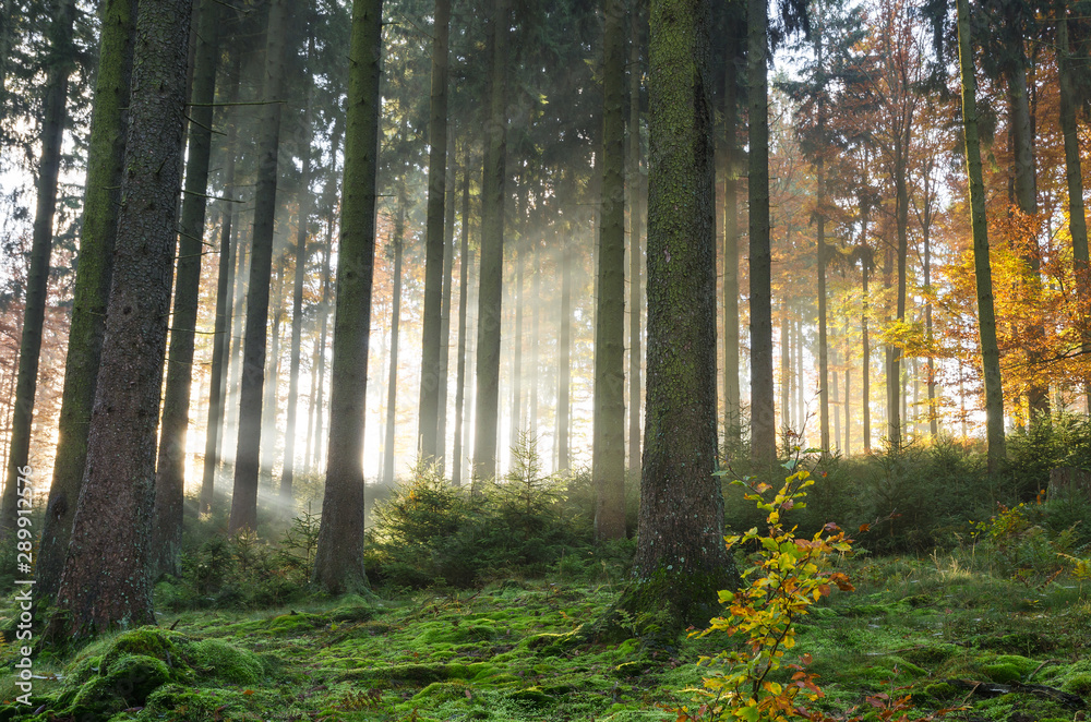 Sunbeams in an autumn forest on a foggy morning, Germany - obrazy, fototapety, plakaty 