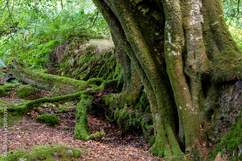 Close up of a gnarly old tree growing out of a dry stone wall at Tarr Steps in Devon. photo