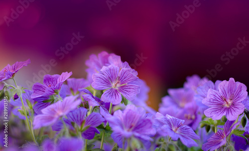 DevelopLila Blumen aus der nähe fotografiert mit lila Hintergrund.ed using darktable 2.6.0 photo