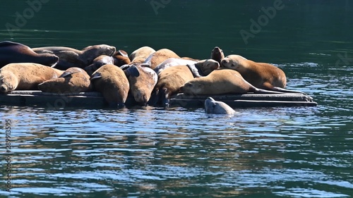 Sea lions