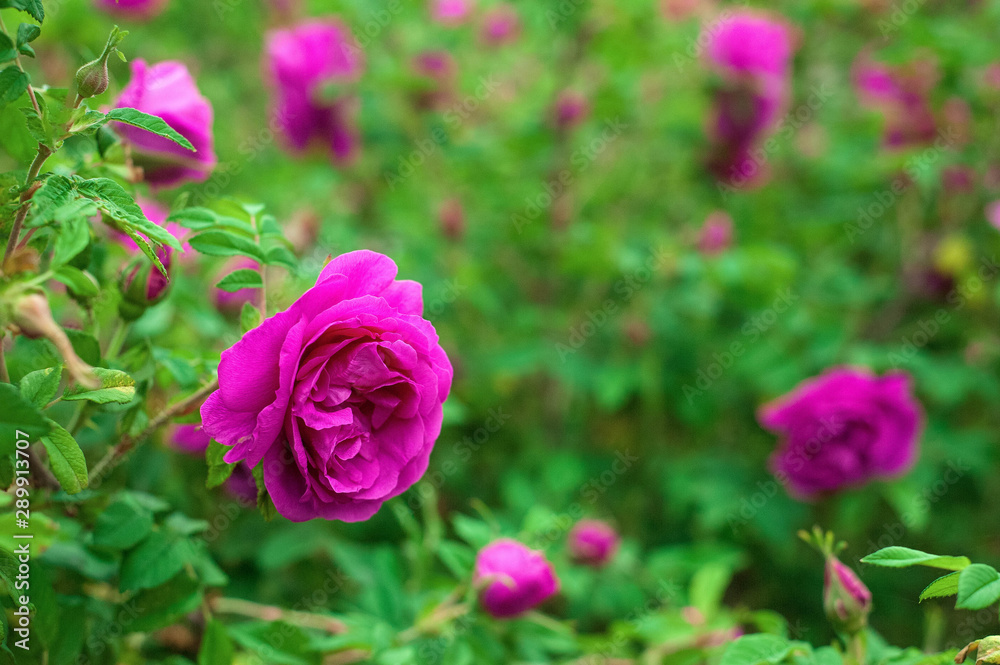 Bright pink roses with buds on a background of a green bush after rain. Beautiful pink roses in the summer garden. Background with many pink summer flowers. Bright pink roses with buds on a background of a green bush after rain. Beautiful pink roses in the summer garden. Background with many pink summer flowers.