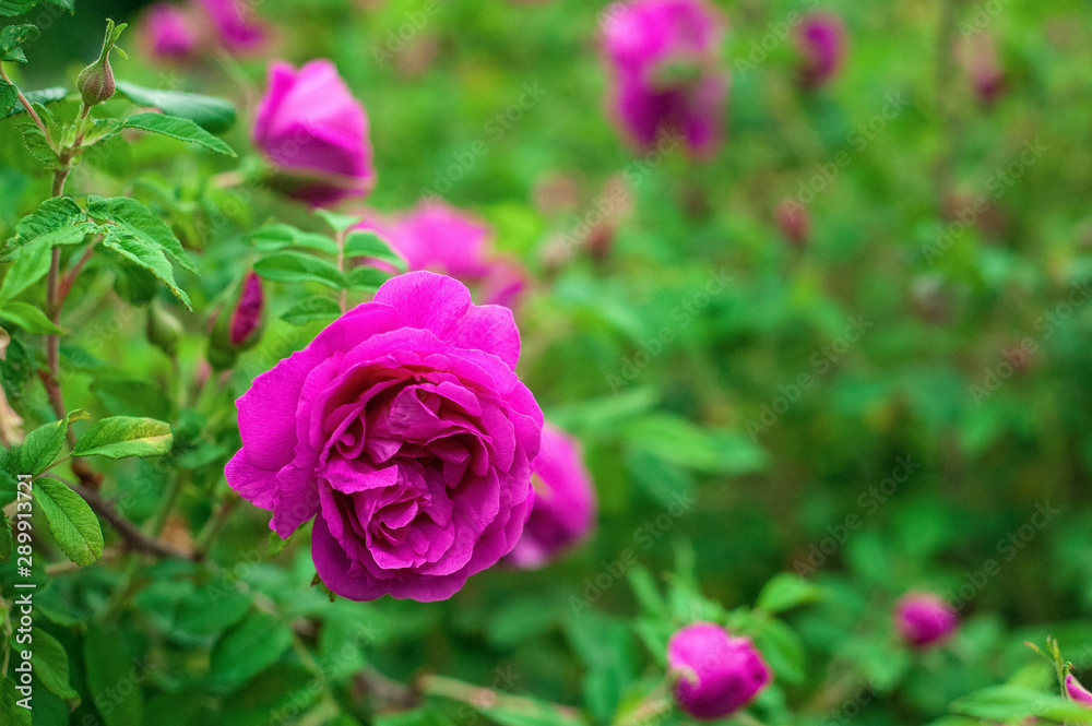 Bright pink roses with buds on a background of a green bush after rain. Beautiful pink roses in the summer garden. Background with many pink summer flowers. Bright pink roses with buds on a background of a green bush after rain. Beautiful pink roses in the summer garden. Background with many pink summer flowers.