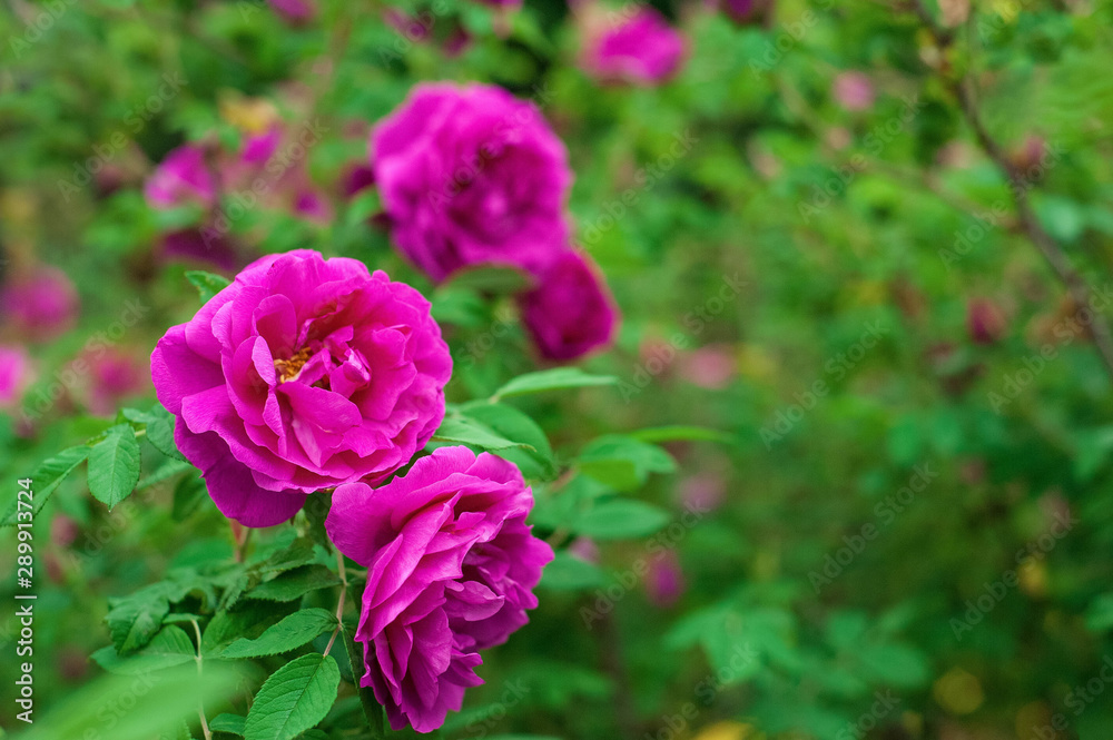 Bright pink roses with buds on a background of a green bush after rain. Beautiful pink roses in the summer garden. Background with many pink summer flowers.