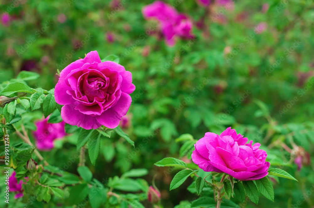 Bright pink roses with buds on a background of a green bush after rain. Beautiful pink roses in the summer garden. Background with many pink summer flowers. Bright pink roses with buds on a background of a green bush after rain. Beautiful pink roses in the summer garden. Background with many pink summer flowers.