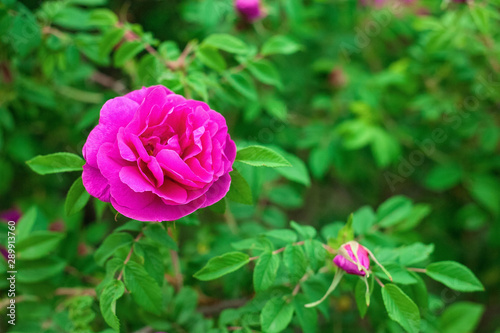 Bright pink roses with buds on a background of a green bush after rain. Beautiful pink roses in the summer garden. Background with many pink summer flowers.