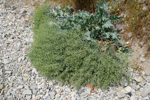 Green fruits of seaside katran. A plant on the shores of the Azov and Black Seas. Crambe maritima photo