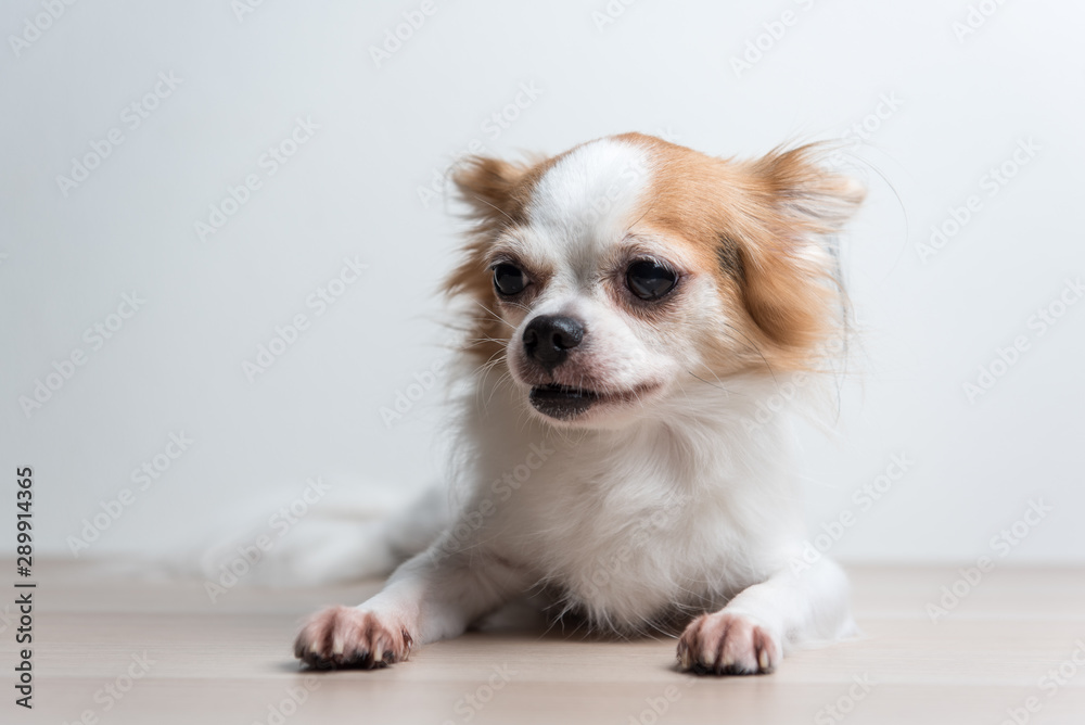 Sadly Chihuahua sit in front of white background