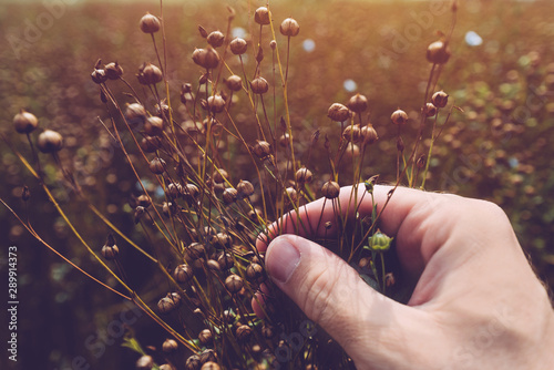 Farmer examining flax plant photo