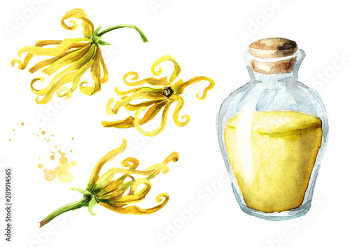 Ylang-Ylang or Cananga odroata essential oil set with flower and glass bottle. Watercolor hand drawn illustration isolated on white background photo