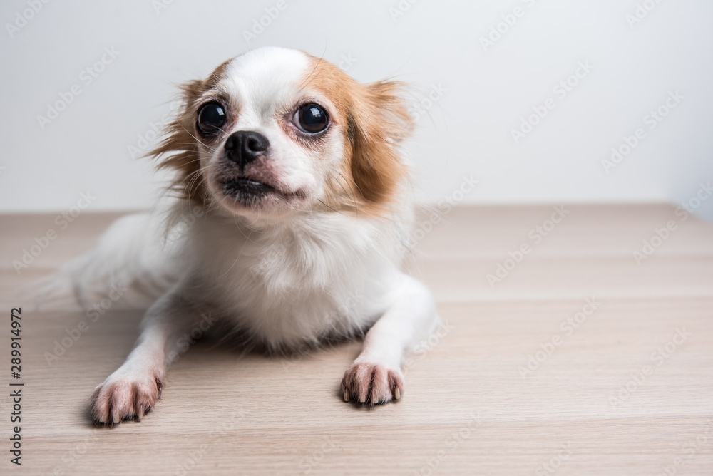 Sadly chihuahua isolated with white backgound