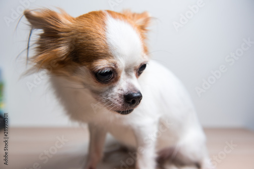 Sadly Chihuahua sit in front of white background