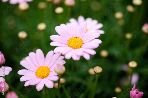 daisies in garden