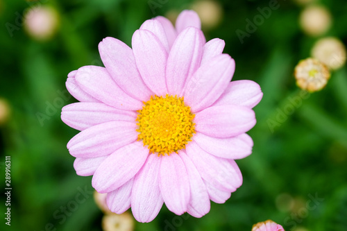 pink flower