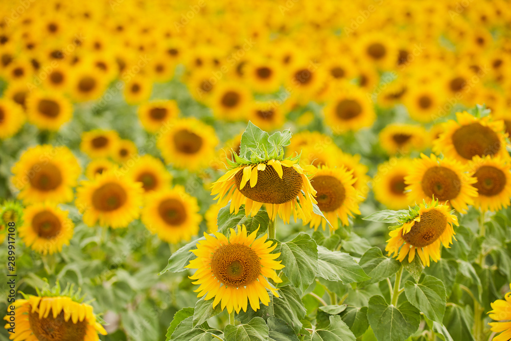 Beautiful sunflowers in the field. Natural background of sunflower blooming. Beautiful sunflowers in the field. Natural background of sunflower blooming.
