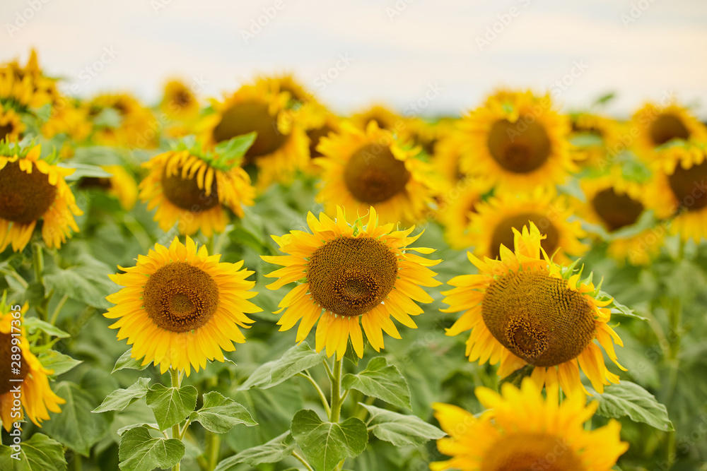 Fototapeta premium Sunflower farm with the blue sky.
