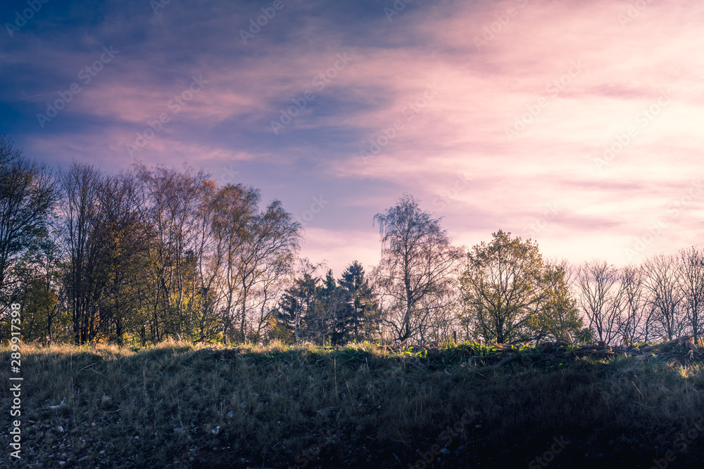 Colourful pink sunset over autumn woodland with bare branched deciduous trees silhouetted against the sky with wispy cloud in a scenic seasonal landscape