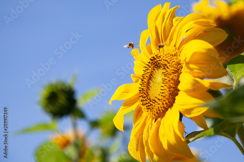 Pszczoła leci do żółtego słonecznika, widok z tyłu
