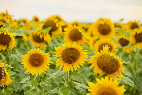 Sunflower farm with the blue sky.