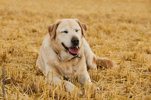 Happy retriever smiling at camera while lying on the cutted wheat field.