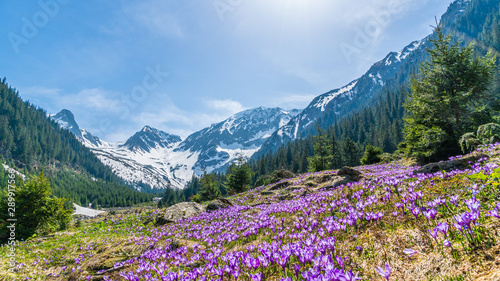 Konstfotografi Alpine landscape with purple crocus flowers in spring season on Sambetei Valley