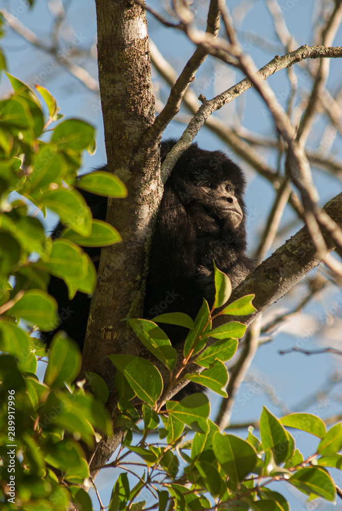 Howler monkey near La Plata, Buenos Aires, Argentina. Previously