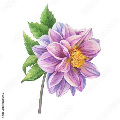 Сloseup pink Dahlia flower with leaves. Watercolor hand drawn painting illustration isolated on white background.