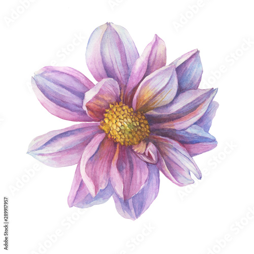   loseup pink Dahlia flower. Watercolor hand drawn painting illustration isolated on white background.