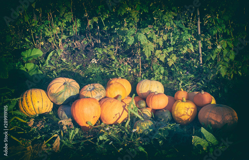 Harvest pumpkins in sunny garden