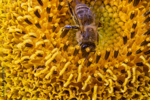 Pszczoła na słoneczniku widziana z góry