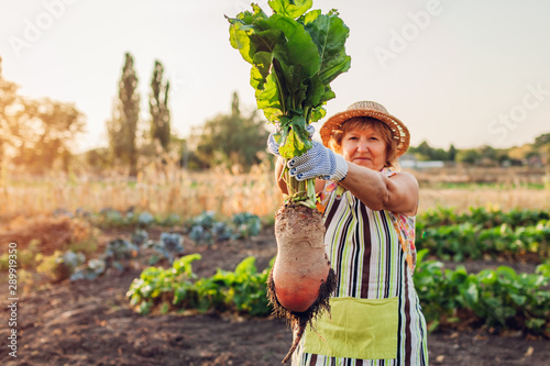 Farmer pulled beetroot out of soil and holding it. Autumn harvesting. Picking vegetables. photo