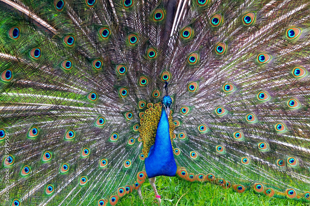 Obraz premium A bright peacock with a beautiful tail walks along the green grass at the zoo.