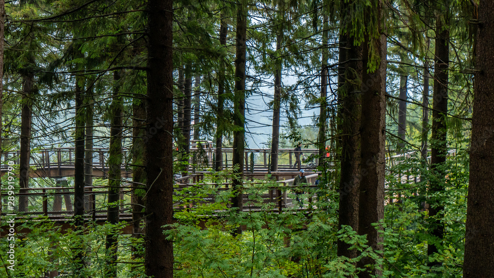 Summer walk on path through tree top walk in Krkonoše National Park in Czech republic. Summer walk on path through tree top walk in Krkonoše National Park in Czech republic.