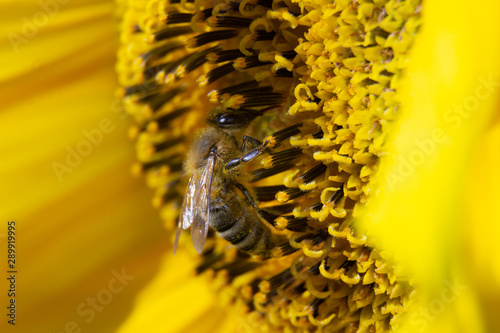 Boczny widok pszczoły na kwiecie słoneczniku