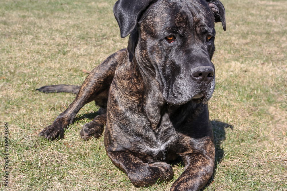 Young Cane Corso Dog Sit On Green Grass Outdoors. Big Dog Breeds. Summer Season Young Cane Corso Dog Sit On Green Grass Outdoors. Big Dog Breeds. Summer Season
