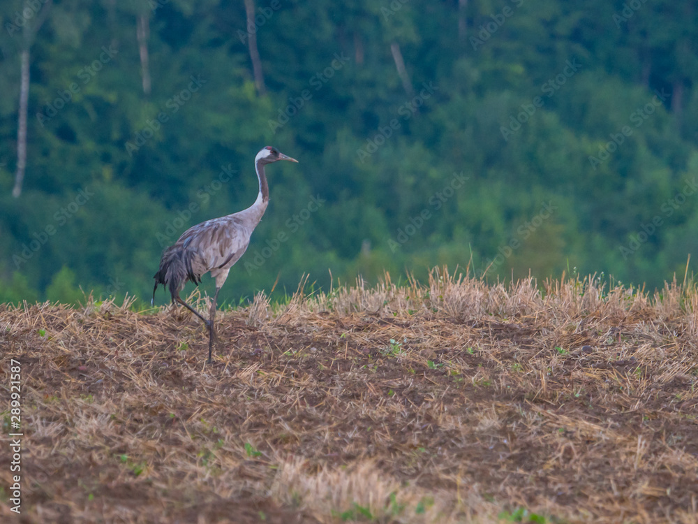Fototapeta premium The common cranes