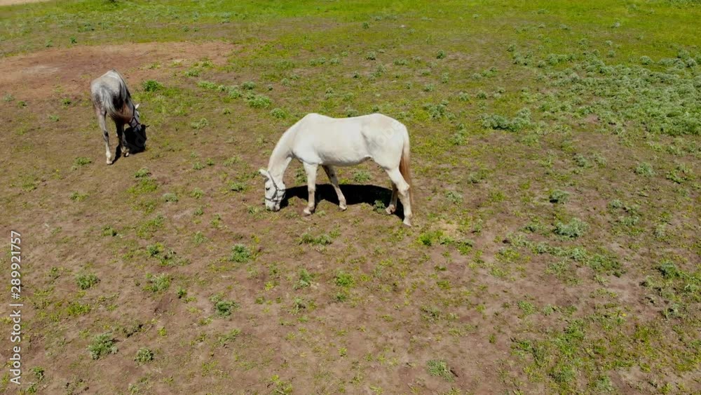 Pair of young purebreed horses standing in paddock and grazing. Ranch or farm at clear sunny day. Scenic rural country landscape Pair of young purebreed horses standing in paddock and grazing. Ranch or farm at clear sunny day. Scenic rural country landscape